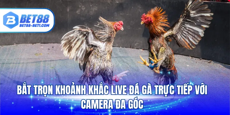 Bắt trọn khoảnh khắc live đá gà trực tiếp với camera đa góc